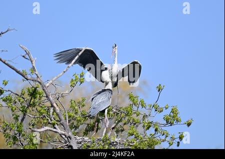 Wien, Österreich. Graureiher (Ardea cinerea) im Wasserpark Floridsdorf Stockfoto