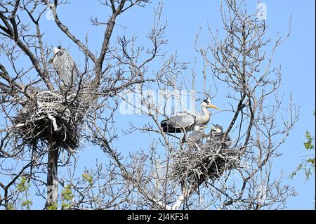 Wien, Österreich. Graureiher (Ardea cinerea) im Wasserpark Floridsdorf Stockfoto