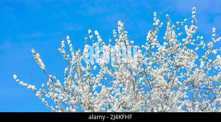 Weiß blühender Kirschbaum (Prunus avium) an einem sonnigen Frühlingstag Stockfoto