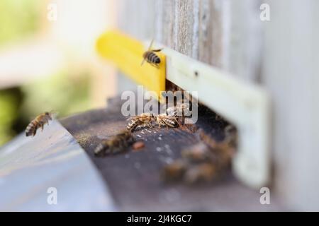Bienen arbeiten daran, Propolis in der Bienenstockzinnung zu legen Stockfoto