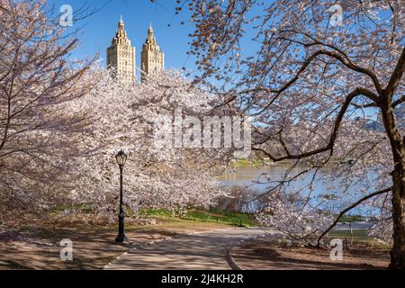 Frühling im Central Park New York City. Die Yoshino-Kirschbäume blühen am Lake auf der Upper West Side von Manhattan. USA Stockfoto