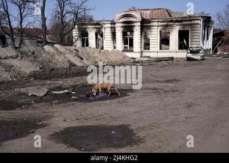 TROSTIANETS, UKRAINE - 15. APRIL 2022 - Ein Hund trinkt aus einer Pfütze in der Nähe eines Gebäudes, das durch den Beschuss russischer Truppen zerstört wurde, wie in der zu sehen war Stockfoto