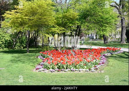 Wien, Österreich. Rote Tulpen (Tulipa) im Rathauspark in der Nähe des Rathauses in Wien Stockfoto