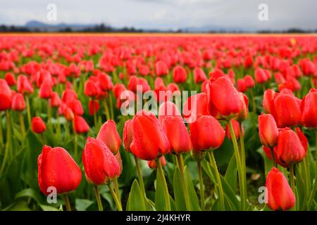 Nahaufnahme eines Feldes aus roten Tulpen mit grünen Blättern mit Regentropfen auf den Blütenblättern in einem kommerziellen Blumenfeld im Bundesstaat Washington Stockfoto