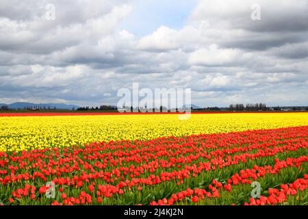 Felder mit roten und gelben Tulpen auf einer landwirtschaftlichen Farm im Skagit-Tal unter Frühlingswolken Stockfoto