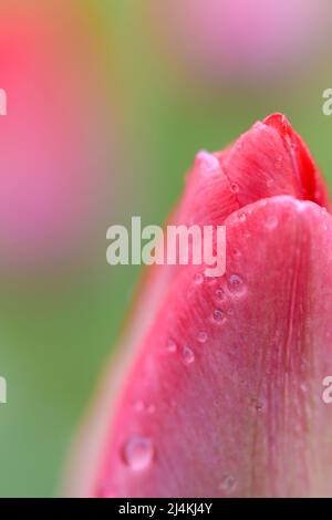 Teilansicht einer rosa Tulpe im weichen Fokus mit grünem und pinkem Hintergrund ohne Fokus Stockfoto