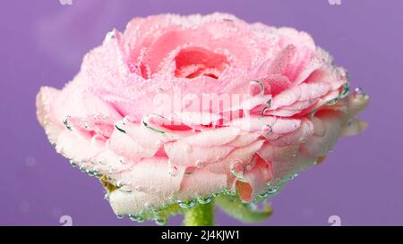 Violetter Hintergrund. Archivmaterial. Eine schöne zarte Rose auf einem hellen Hintergrund, auf dem kleine Wassertropfen leicht schwanken. Stockfoto