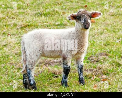 Ein Frühlingslamm, das den Fotografen anschaut. Neugierige schwarze und weiße junge Schafe auf einer Wiese. Stockfoto