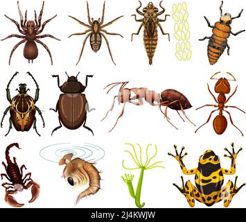 Verschiedene Arten von Insekten und Tieren auf weißem Hintergrund Illustration Stock Vektor