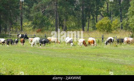 Kühe auf einem Feld. Einige Tiere gehen auf einer Weide. Grünes Gras und Bäume herum. Stockfoto