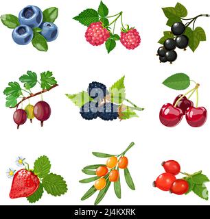Beeren von Bäumen und Sträuchern mit grünen Blättern isoliert gesetzt vektorgrafik Stock Vektor