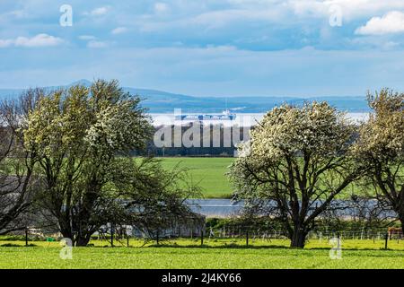 Rohöltanker Stena Arctica vor Anker in Firth of Forth, eingerahmt von Blütenbäumen, Schottland, Großbritannien Stockfoto