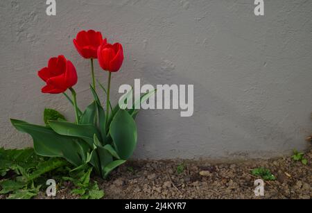 Drei rote Tulpen vor einer grauen Wand. Es gibt Platz für Ihren eigenen Text. Stockfoto