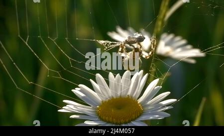 Spider webt Kokon auf dem Netz. Kreativ. Große Wildspinne kocht im Netz Lebensmittel. Cocoon mit Opfer für Spinne im Netz. Makrokosmos am sonnigen Tag im Sommer Stockfoto