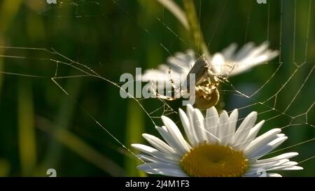 Spider webt Kokon auf dem Netz. Kreativ. Große Wildspinne kocht im Netz Lebensmittel. Cocoon mit Opfer für Spinne im Netz. Makrokosmos am sonnigen Tag im Sommer Stockfoto