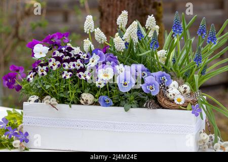 Blaue und weiße Viola-Blüten und Traubenhyazinthen in Holzkiste im Garten Stockfoto