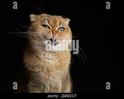 Porträt einer luxuriösen, kühnen schottischen Faltenkatze mit grünen Augen aus der Nähe - Platz für Text auf schwarzem Hintergrund seriös, stolz und aufschlussreich aussehen Stockfoto