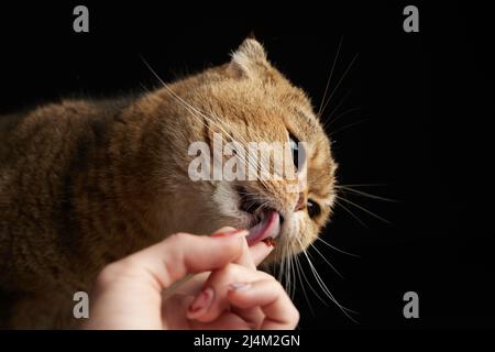 Porträt einer schottischen Faltenkatze mit grünen Augen, die einen Snack aus der Nähe des Fingers leckt - Platz für Text auf schwarzem Hintergrund Stockfoto