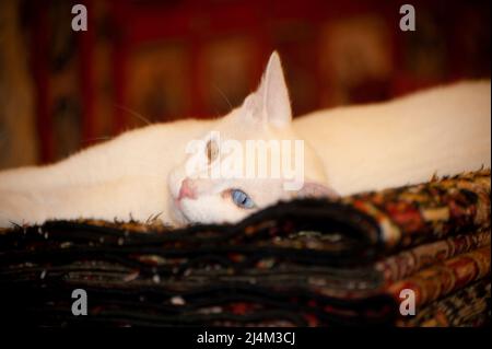 Schöne armenische Rasse Van Cat mit einzigartigen blauen und gelben Augen auf türkischen Teppichen in einem Geschäft in Ephesus, Türkei. Stockfoto