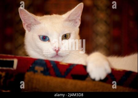 Schöne armenische Rasse Van Cat mit einzigartigen blauen und gelben Augen auf türkischen Teppichen in einem Geschäft in Ephesus, Türkei. Stockfoto