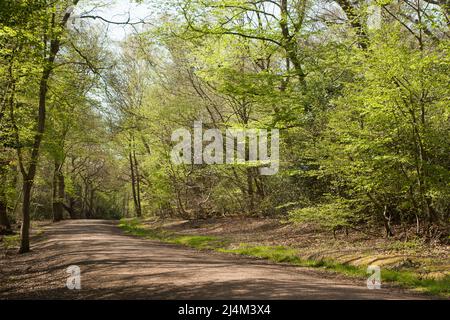 Earl's Path Epping Forest Essex, England Großbritannien Europa Stockfoto