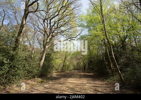 Earl's Path Epping Forest Essex, England Großbritannien Europa Stockfoto