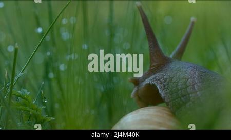 Große Schnecke im Gras mit Tau. Kreativ. Nahaufnahme der schönen Schnecke auf dem Hintergrund von grünem Gras. Traubenschnecke kriecht nach Regen im Gras Stockfoto