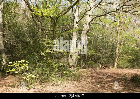 Earl's Path Epping Forest Essex, England Großbritannien Europa Stockfoto