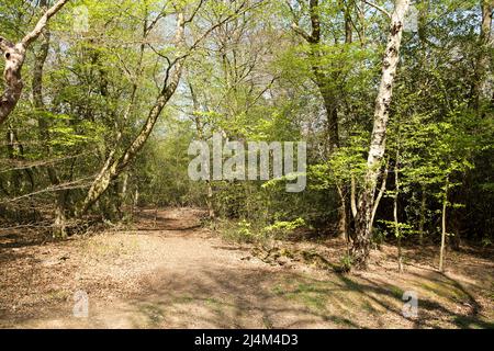 Earl's Path Epping Forest Essex, England Großbritannien Europa Stockfoto