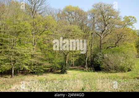 Earl's Path Epping Forest Essex, England Großbritannien Europa Stockfoto