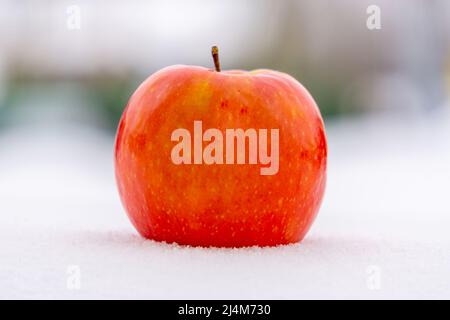 Nahaufnahme eines gefallenen Apfels auf dem Schnee Stockfoto