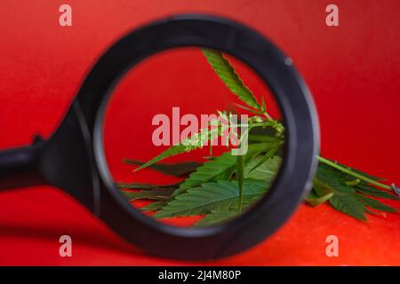 Grüne Marihuana Blume unter einer Lupe auf rotem Hintergrund. Stockfoto