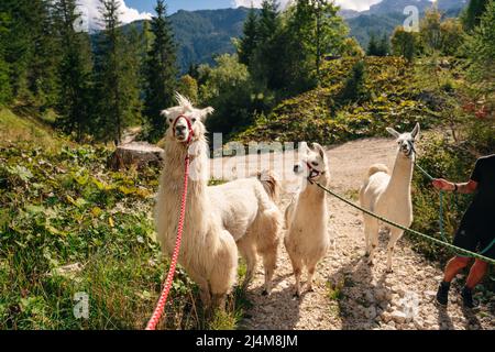 Lamas auf der Trekkingroute aus einer wunderschönen Naturlandschaft in den Dolomiten, Italien. Hochwertige Fotos Stockfoto