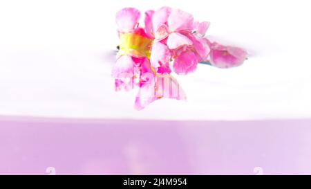Wunderschöne rosa Blütenknospen, die sich in kristallklarem Wasser umdrehen. Archivmaterial. Kleine helle Blüten in einer Flüssigkeit mit grünen Stielen sind Stockfoto