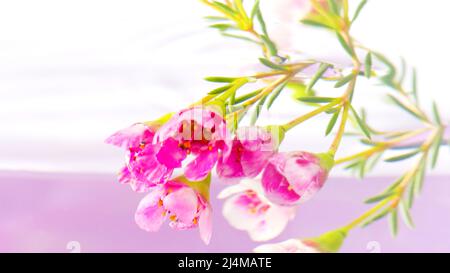 Wunderschöne rosa Blütenknospen, die sich in kristallklarem Wasser umdrehen. Archivmaterial. Kleine helle Blüten in einer Flüssigkeit mit grünen Stielen sind Stockfoto
