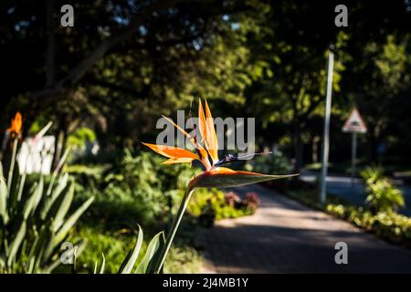 Die orange blühende Strelitzia reginae ist auch als Kranichblume oder Paradiesvögel bekannt Stockfoto