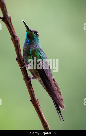 Violet Fronted Brilliant Hummingbird, Heliodoxa leadbeateri Stockfoto