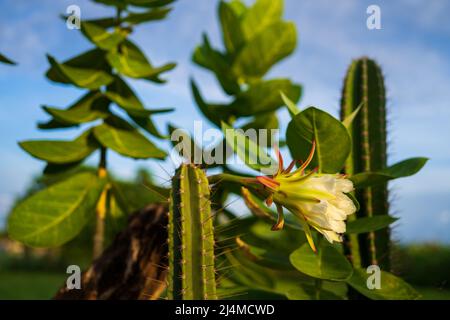 Mandacaru Blume, Kaktus, der nachts blüht Stockfoto