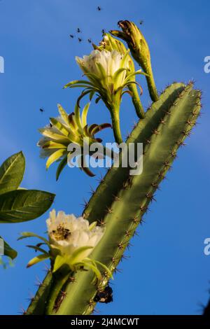 Mandacaru (cereus jamacaru) Kaktus mit Blumen und Bienen Stockfoto