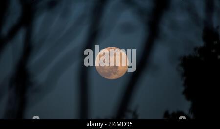In der Abenddämmerung steigt unter den Bäumen der volle „rosa“ Mond vom 2022. April auf Stockfoto