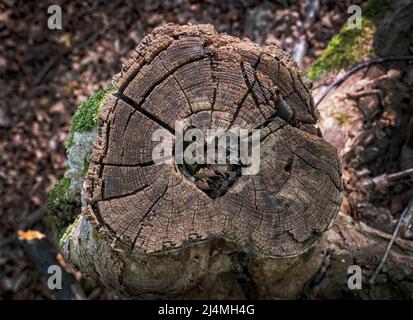 Herzform in einem Baumstamm geschnitzt Stockfoto