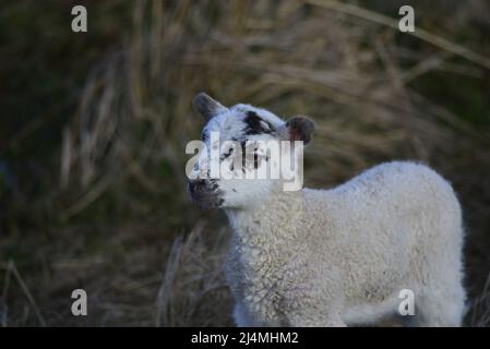 Schottisches Schwarzgesicht-Lamm Stockfoto