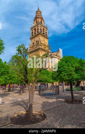 Cordoba, Spanien, 25. Mai 2021: Die Menschen gehen unter Orangenbäumen auf einem Innenhof der Kathedrale La mezquita in der spanischen Stadt cordoba Stockfoto