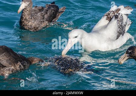 Wandernder Albatross, der sich mit Ködern ernährt Stockfoto