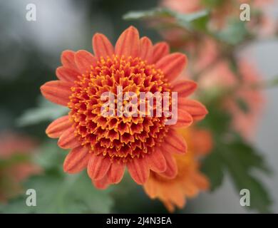 Nahaufnahme einer lachsfarbenen Chrysantheme mit Kurzstrahlblüten oder Blütenblättern und mehreren Scheibenblüten. Fotografiert mit geringer Schärfentiefe. Stockfoto