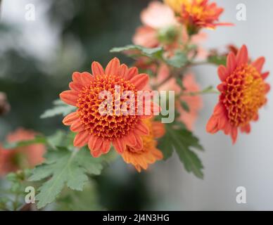 Korallenfarbene Chyrsanthemumblüten mit kurzstrahligen Blütenblättern und anemonenähnlicher Scheibenblume. Stockfoto