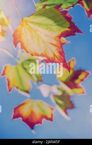 Ahornblätter mit selektivem Fokus im Herbst oder gegen einen sonnigen blauen Himmel Stockfoto