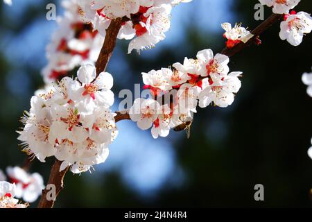 Honigbiene auf blühender Aprikosenblüte an einem Frühlingstag Stockfoto