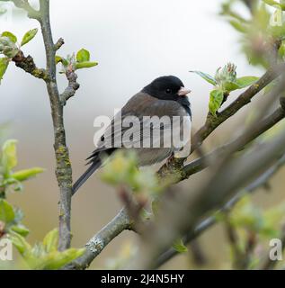 Ein dunkeläugiger junco (Junco hyemalis), der im Garten des Government House in Victoria, British Columbia, Kanada, steht. Stockfoto
