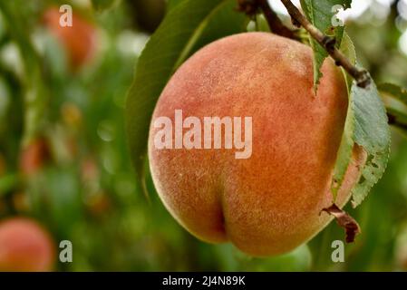 Reifer Pfirsich auf einem Baum. Aufgenommen am 2021. August in Oregon. Stockfoto